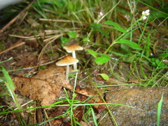 Inocybe serotina