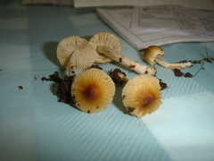 Inocybe serotina