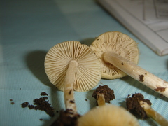 Inocybe serotina