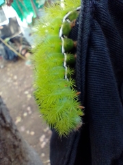 Automeris coresus