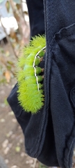Automeris coresus