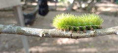 Automeris coresus