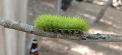 Automeris coresus