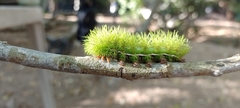 Automeris coresus