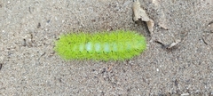 Automeris coresus