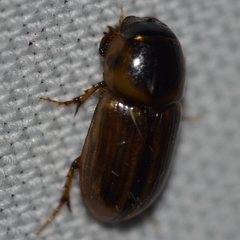 Labarrus lividus