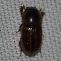 Labarrus lividus