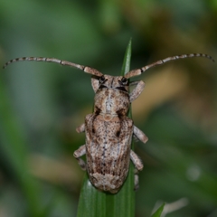 Pterolophia bigibbera