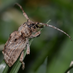 Pterolophia bigibbera
