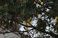 Passerina leclancherii