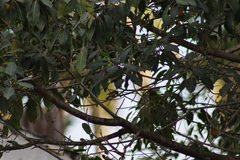 Passerina leclancherii