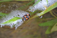 Botanochara decempustulata