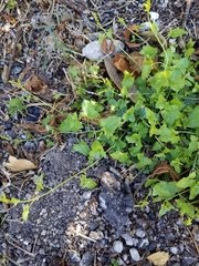 Maurandya antirrhiniflora