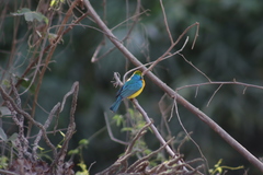 Passerina leclancherii