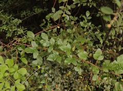 Searsia divaricata