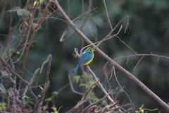 Passerina leclancherii