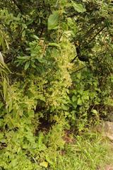 Rumex sagittatus