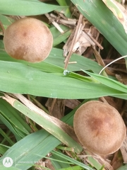 Panaeolus