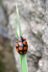 Botanochara decempustulata