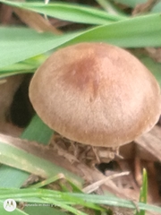 Panaeolus