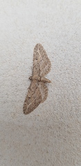 Eupithecia unedonata