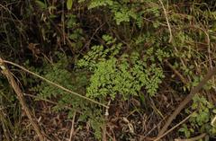 Cheilanthes quadripinnata