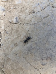 Camponotus laevigatus