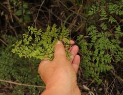 Cheilanthes quadripinnata