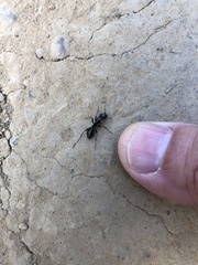 Camponotus laevigatus
