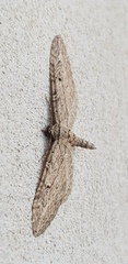 Eupithecia unedonata