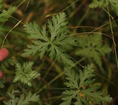 Geranium robustum