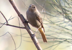 Phoenicurus ochruros