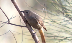 Phoenicurus ochruros