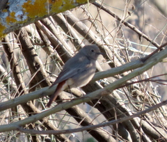 Phoenicurus ochruros