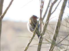 Fringilla coelebs