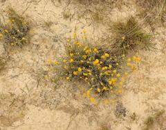 Helichrysum callicomum