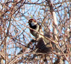 Passer hispaniolensis hispaniolensis