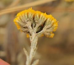 Helichrysum callicomum