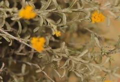 Helichrysum callicomum