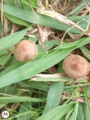 Panaeolus
