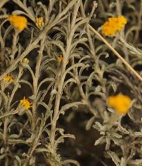Helichrysum callicomum
