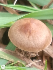 Panaeolus
