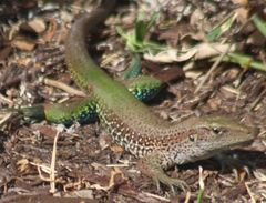 Ameiva ameiva