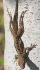 Anolis sagrei