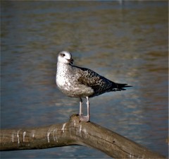 Larus michahellis michahellis