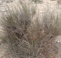 Salsola genistoides