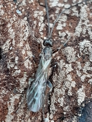 Wachsmannia spathiiformis