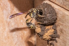 Cyphomenes infernalis