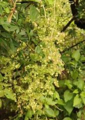 Rumex sagittatus