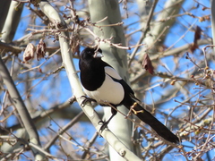 Pica pica melanotos